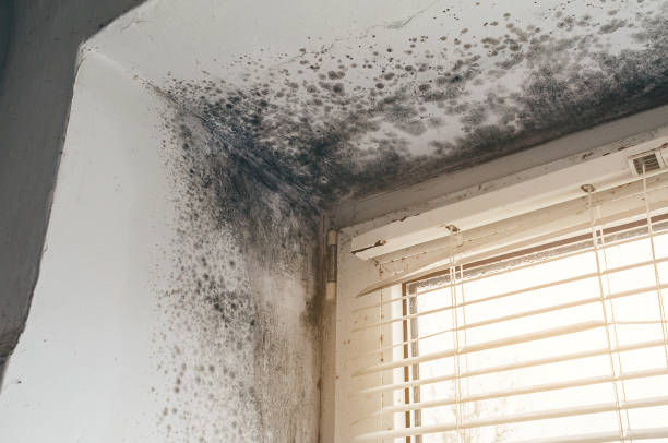 Affordable Mold Removal solutions in Hardyville, VA